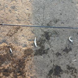 サビキ釣りでマイワシ